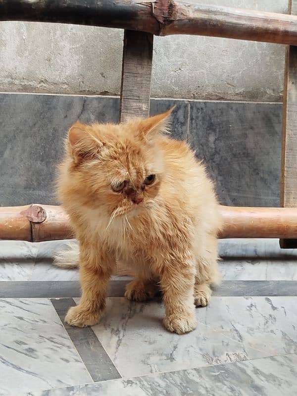 Persian cat Male for sale Washroom/ house kitten no exchange mobile 5