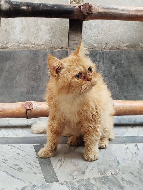 Persian cat Male for sale Washroom/ house kitten no exchange mobile 6