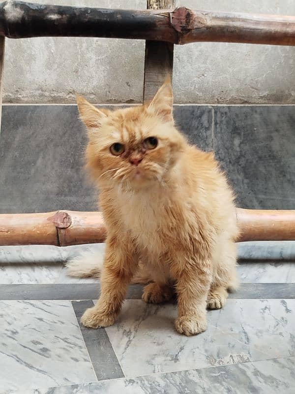 Persian cat Male for sale Washroom/ house kitten no exchange mobile 7