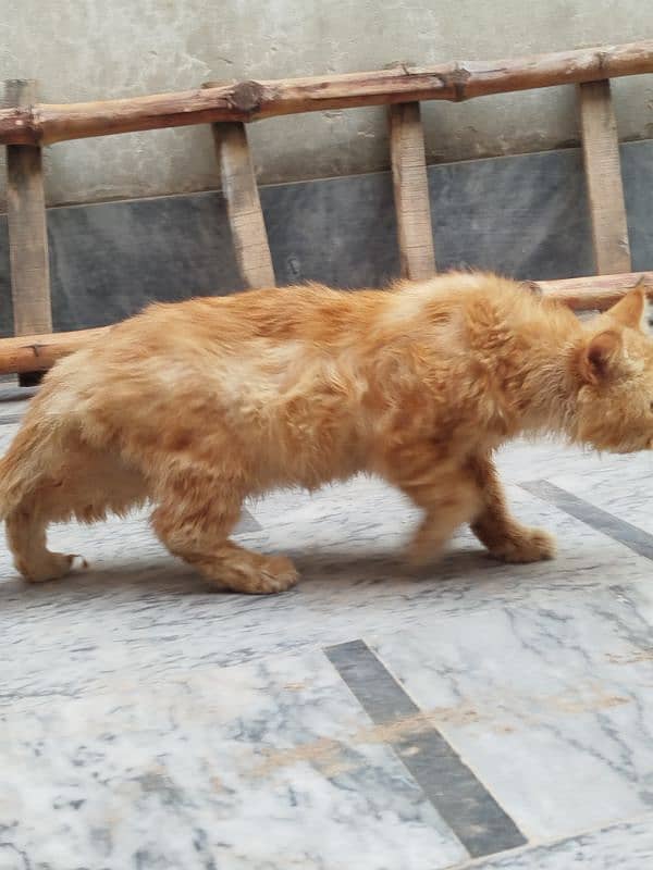 Persian cat Male for sale Washroom/ house kitten no exchange mobile 8