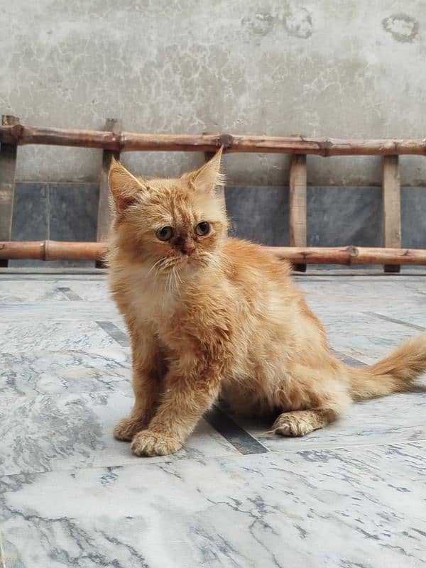 Persian cat Male for sale Washroom/ house kitten no exchange mobile 9