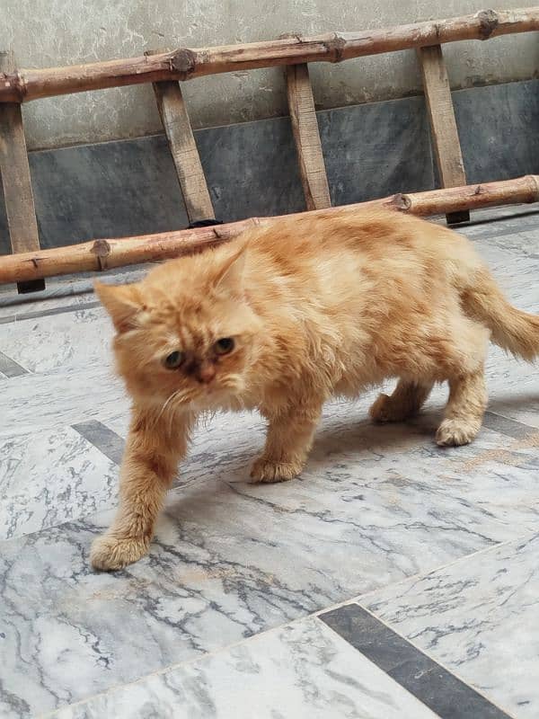 Persian cat Male for sale Washroom/ house kitten no exchange mobile 10