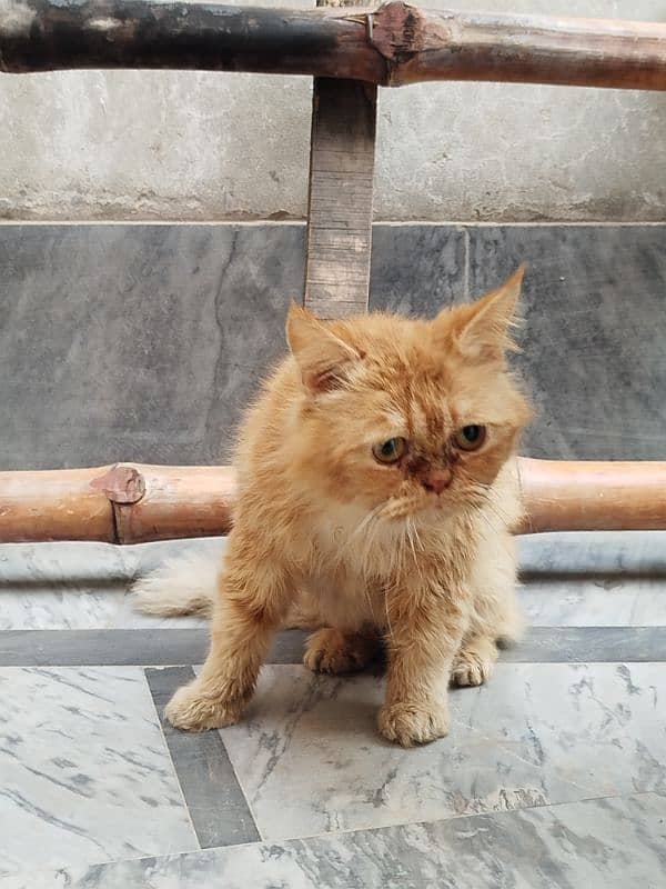 Persian cat Male for sale Washroom/ house kitten no exchange mobile 11