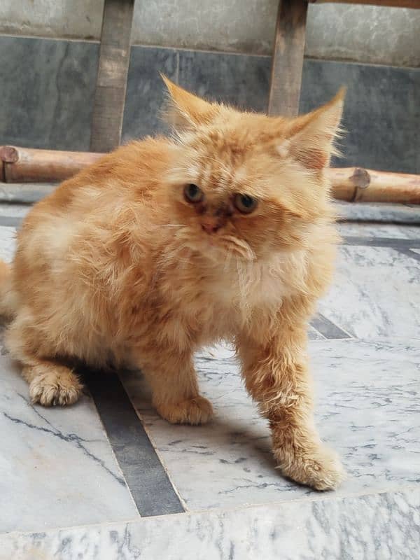 Persian cat Male for sale Washroom/ house kitten no exchange mobile 12