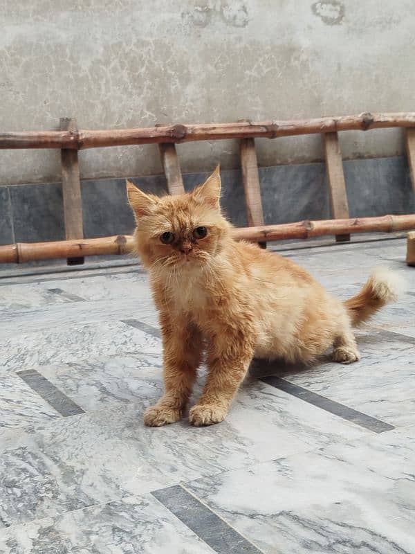 Persian cat Male for sale Washroom/ house kitten no exchange mobile 13