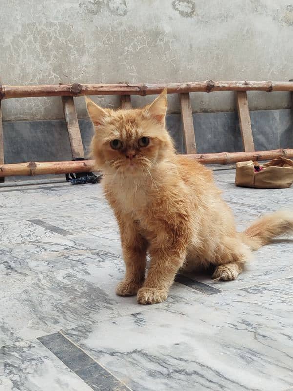 Persian cat Male for sale Washroom/ house kitten no exchange mobile 14