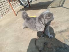 Persian Male cat for sale