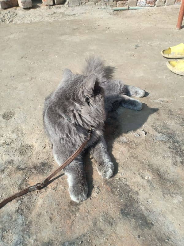 Persian Male cat for sale 1