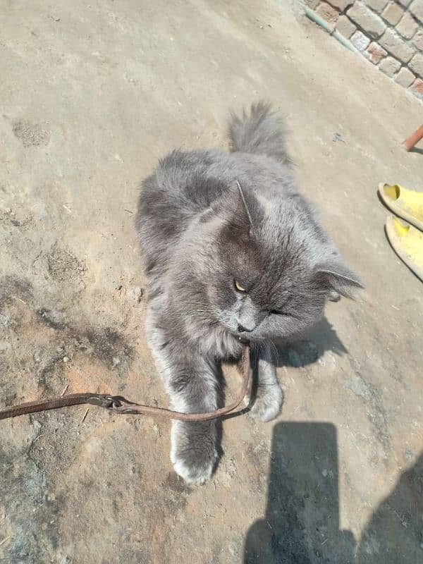 Persian Male cat for sale 2