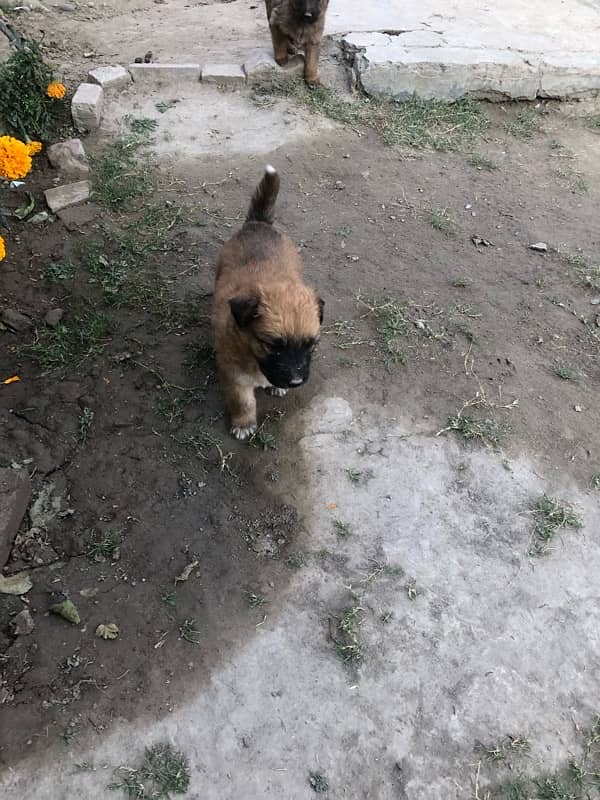 German shepherd puppies available 0