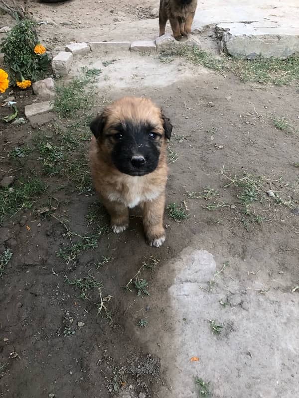 German shepherd puppies available 1