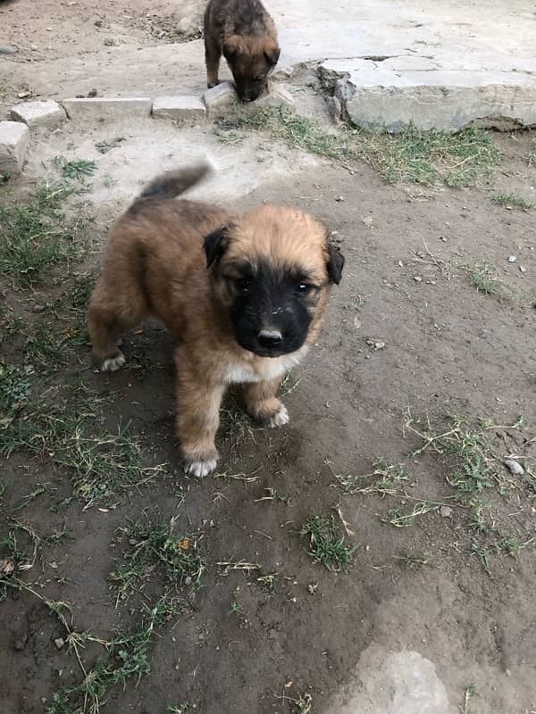 German shepherd puppies available 2