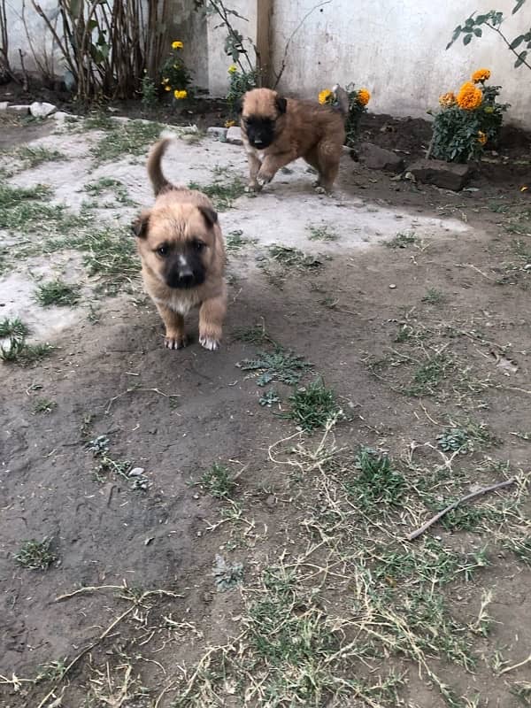 German shepherd puppies available 3