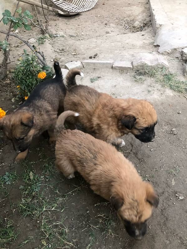 German shepherd puppies available 4