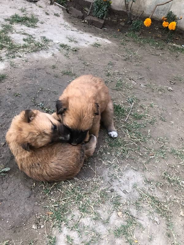 German shepherd puppies available 5