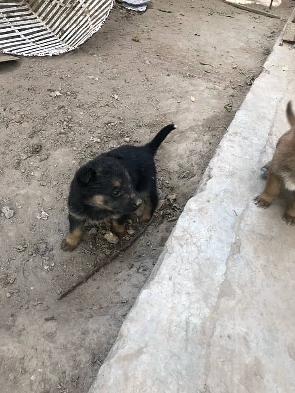 German shepherd puppies available 6