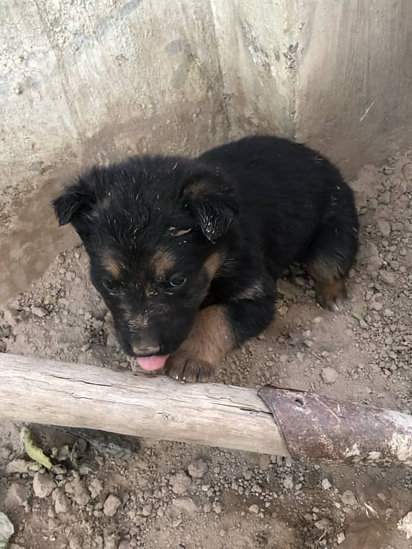 German shepherd puppies available 7