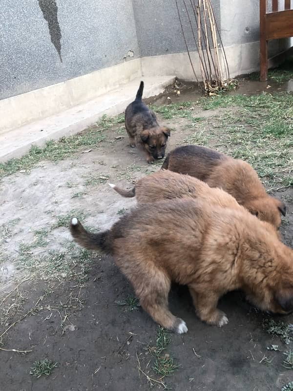 German shepherd puppies available 9