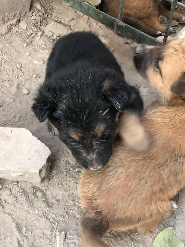 German shepherd puppies available 11