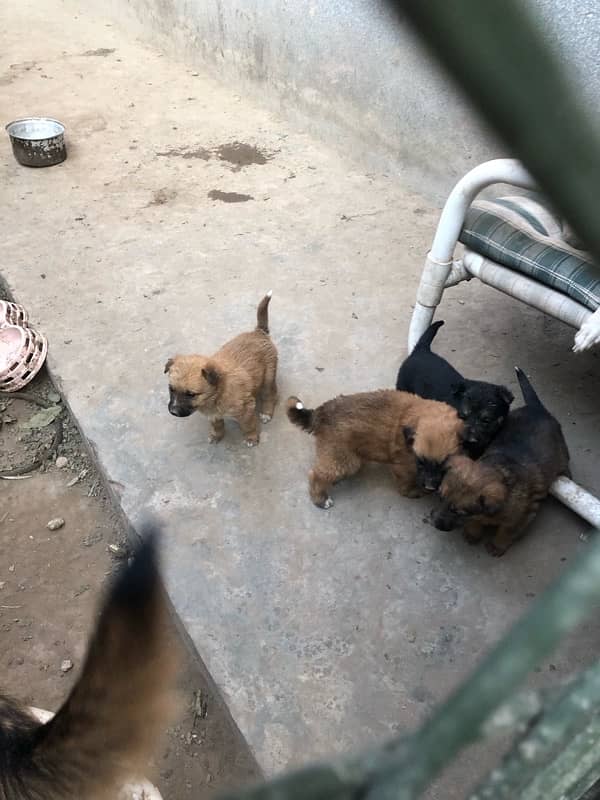 German shepherd puppies available 12