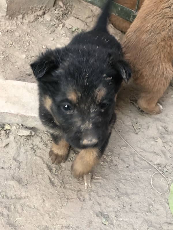 German shepherd puppies available 13