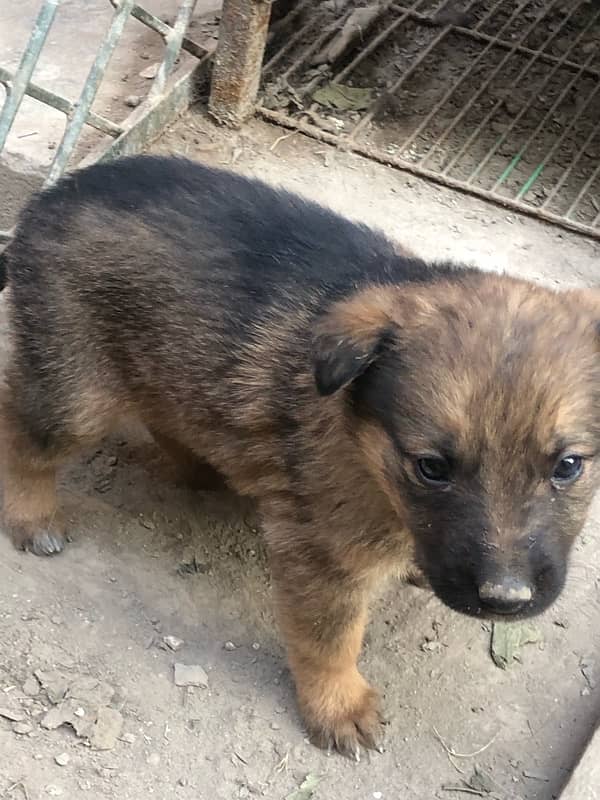 German shepherd puppies available 14