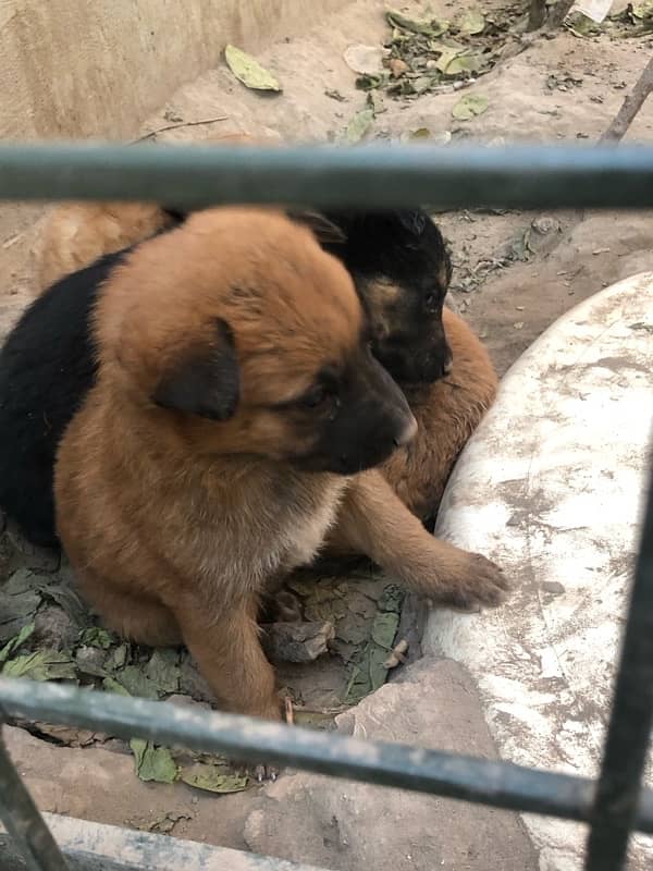 German shepherd puppies available 15