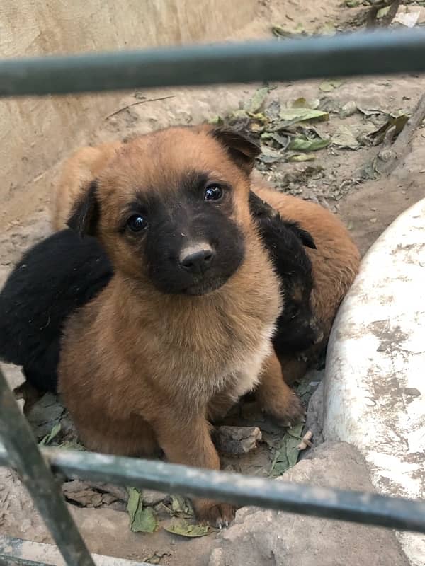 German shepherd puppies available 16