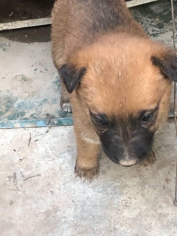 German shepherd puppies available 17