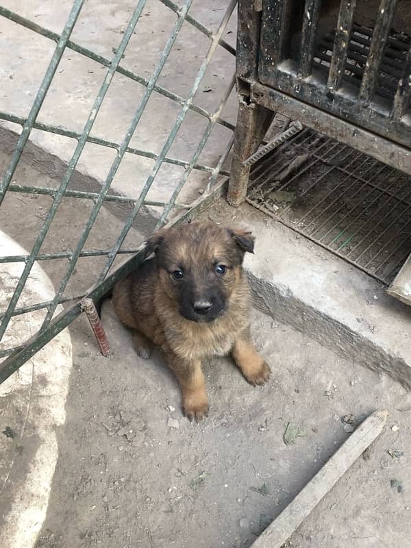 German shepherd puppies available 18