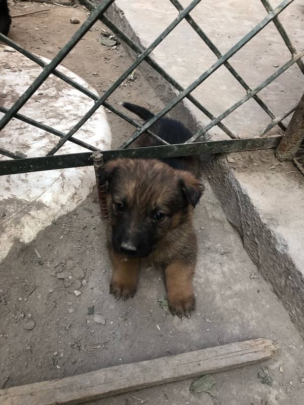 German shepherd puppies available 19