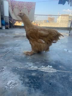 Buff AND brahma cross 2 hen amerucana hen blue egg breed