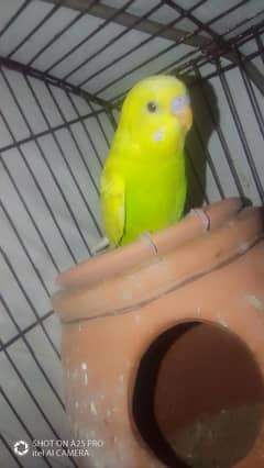 Australian budgie chick for hand taming