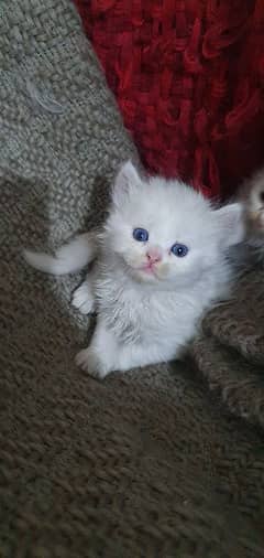 white persian healthy kitten