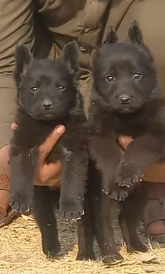 German shepherd / german shepherd dog / dog for sale