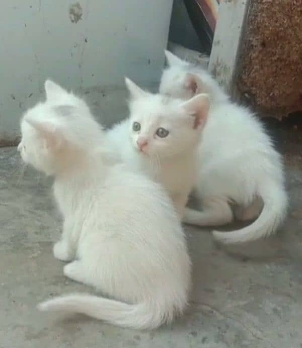 Persian Kittens Double Coated Females Sale In Okara 0