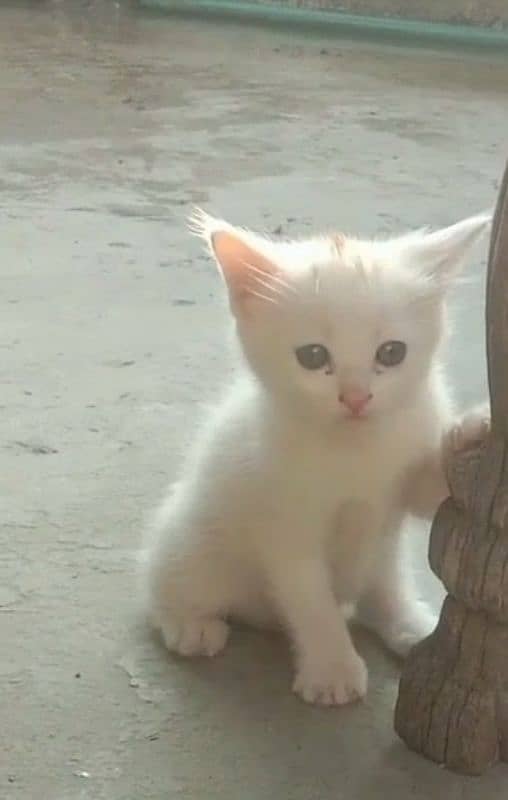 Persian Kittens Double Coated Females Sale In Okara 1