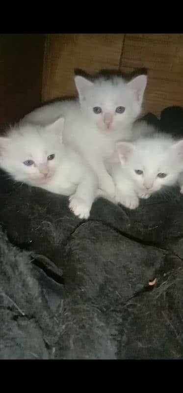 Persian Kittens Double Coated Females Sale In Okara 2