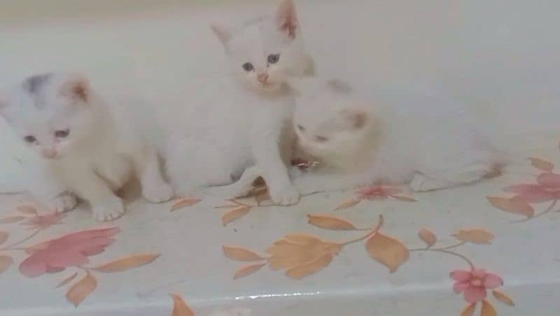 Persian Kittens Double Coated Females Sale In Okara 4