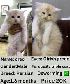 Persian cat | Persian kitten | triple coat | white cats |Ginger kitten