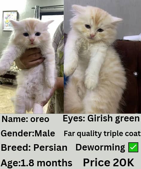 Persian cat | Persian kitten | triple coat | white cats |Ginger kitten 0