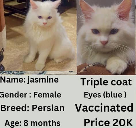 Persian cat | Persian kitten | triple coat | white cats |Ginger kitten 4