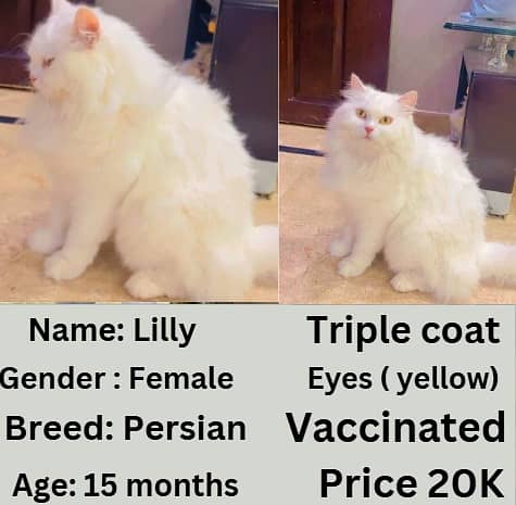 Persian cat | Persian kitten | triple coat | white cats |Ginger kitten 2