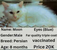 Persian cat | Persian kitten | triple coat | white cats |Ginger kitten