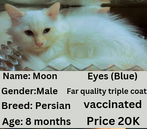 Persian cat | Persian kitten | triple coat | white cats |Ginger kitten 3