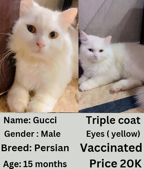 Persian cat | Persian kitten | triple coat | white cats |Ginger kitten 1