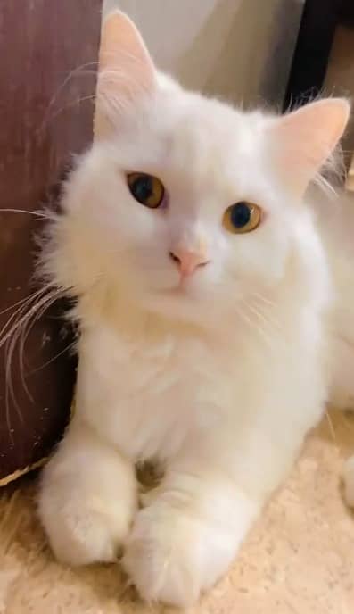 Persian cat | Persian kitten | triple coat | white cats |Ginger kitten 5