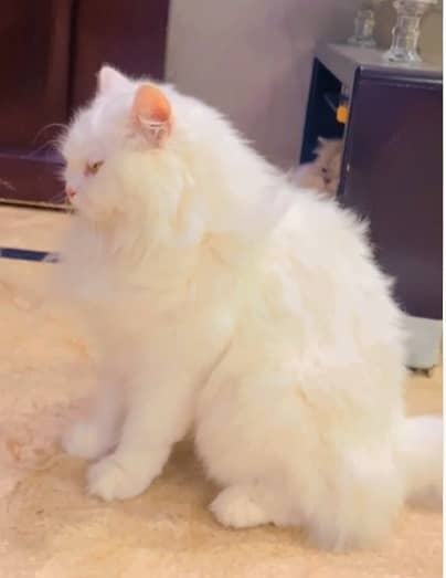 Persian cat | Persian kitten | triple coat | white cats |Ginger kitten 7