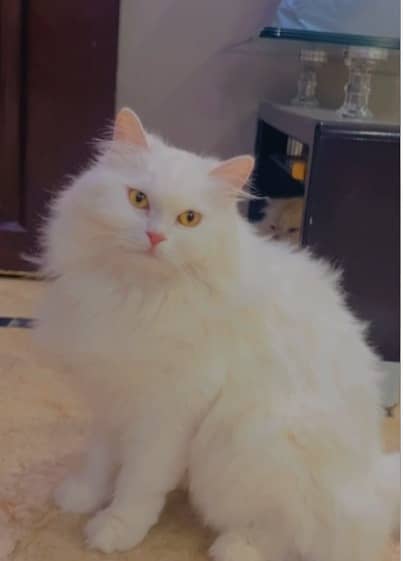 Persian cat | Persian kitten | triple coat | white cats |Ginger kitten 8