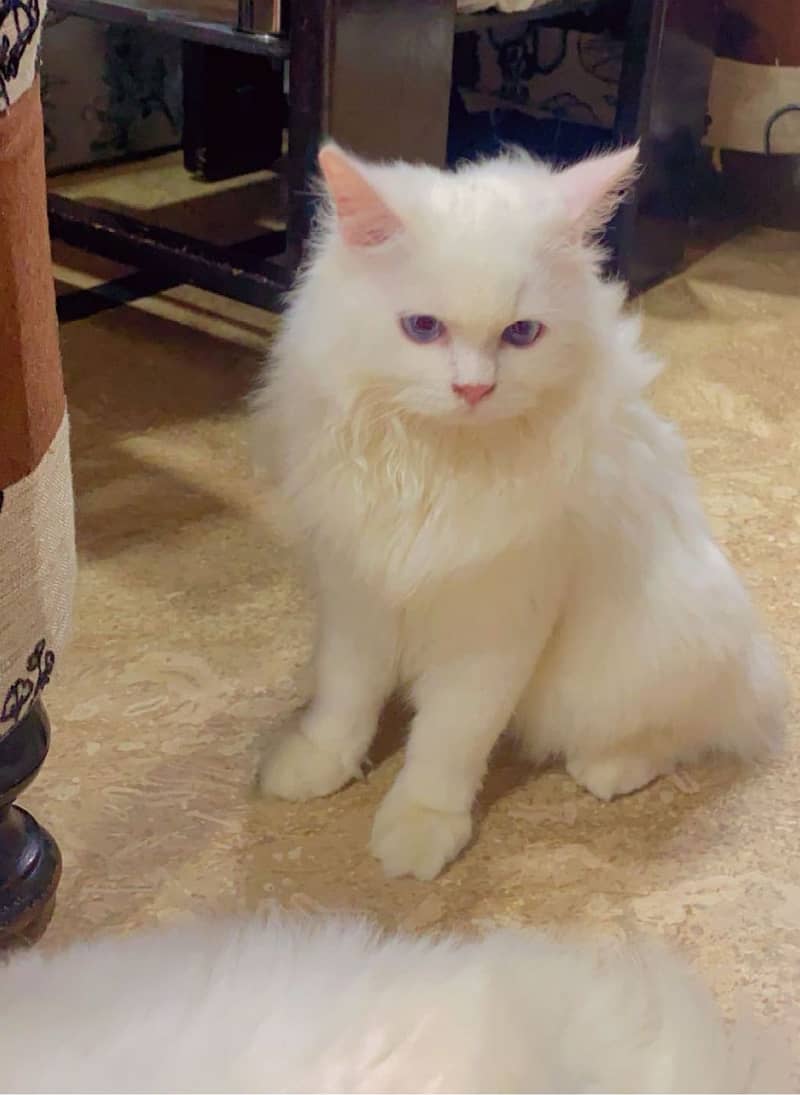 Persian cat | Persian kitten | triple coat | white cats |Ginger kitten 10